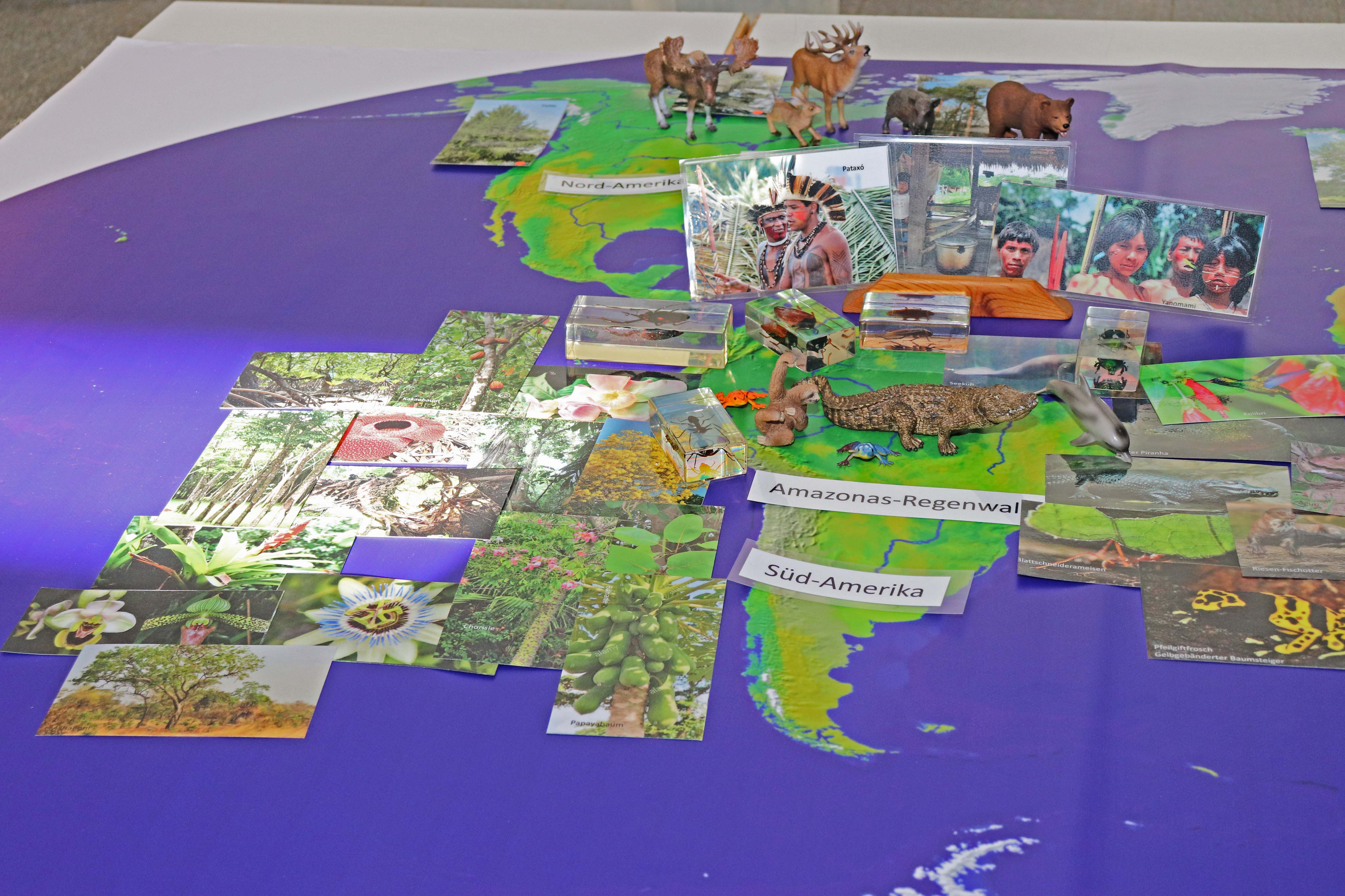 Unter dem Namen „Feuer und Flamme für den Regenwald - brandaktuell" veranstaltet das Institut für Botanik Workshops für Innsbrucker Schulklassen, in denen der Zusammenhang von Regenwald, Klima und Tirol im Fokus steht. Vizebürgermeisterin Uschi Schwarzl hat sich gemeinsam mit interessierten GemeinderätInnen sowie MitarbeiterInnen vom Referat für Verkehrs- und Umweltmanagement informiert und mit Workshop-Leiterin Sabine Sladky Meraner eine Tour durch den Botanischen Garten gemacht.
Der von der Stadt Innsbruck geförderte Workshop für Innsbrucker Schulklassen behandelt Fragen wie „Was kann ich hier in Tirol lokal zum Schutz des Regenwaldes und in Folge für unser Klima beitragen" und ist für alle Altersstufen geeignet.