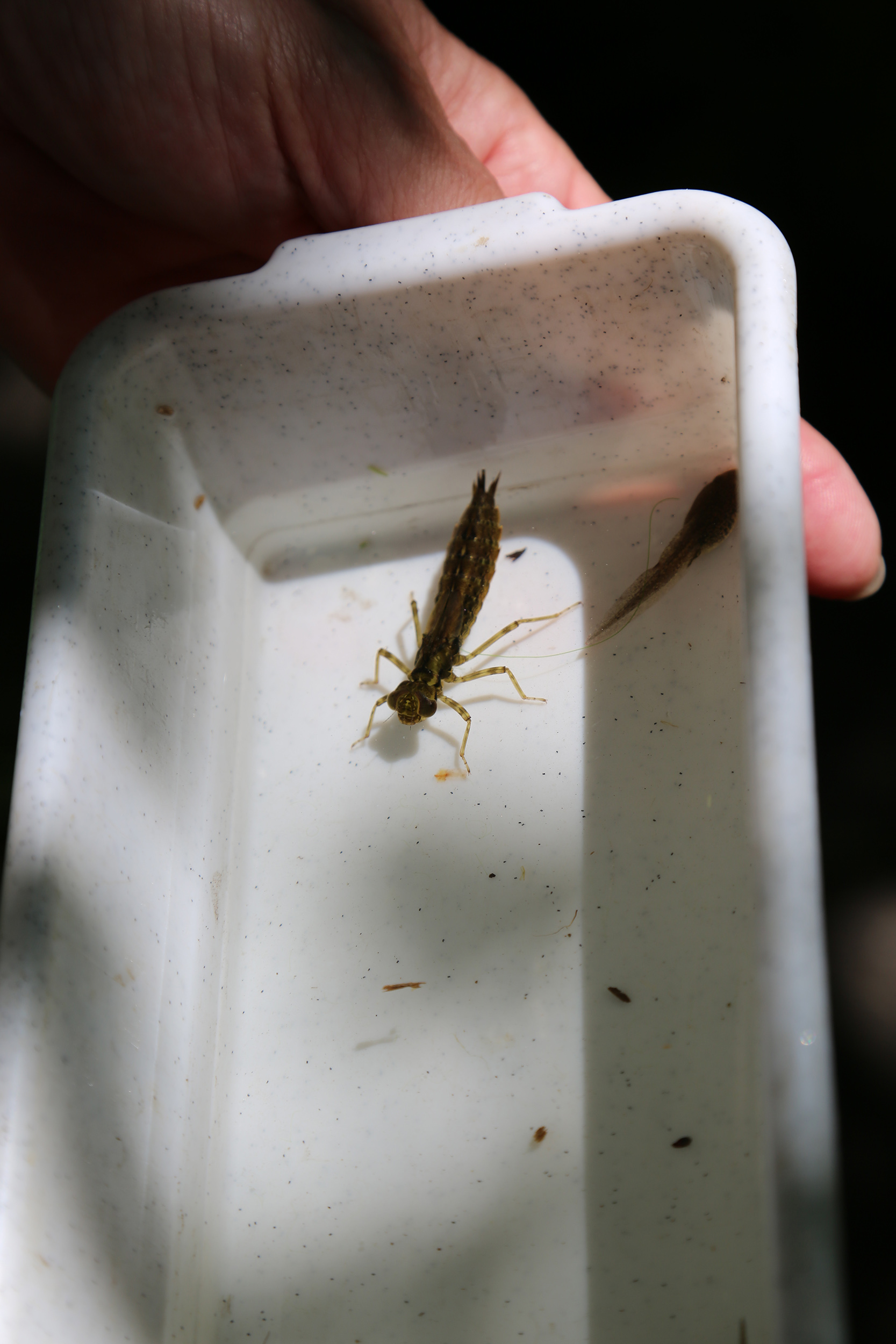 Der Ausschuss für Umwelt, Energie und Mobilität, unter der Vorsitzenden Uschi Schwarzl, besuchte das Mühlauer Fuchsloch. 1989 wurde ein Großteil der heutigen Teiche vom Mühlauer Erwin Kögl angelegt. Seit 1998 wird das 2,5 ha große Naturschutzgebiet durch „natopia“ betreut. Die Stadt Innsbruck fördert dieses Projekt und konnte sich im Beisein von Vizebürgermeisterin Sonja Pitscheider von der hervorragenden Arbeit überzeugen. Biotopsmanagerin Sylvia Auer wartet mit beeindruckenden Zahlen auf und sogar der seltene Teichmolch sowie der Bergmolch konnte gesichtet werden.