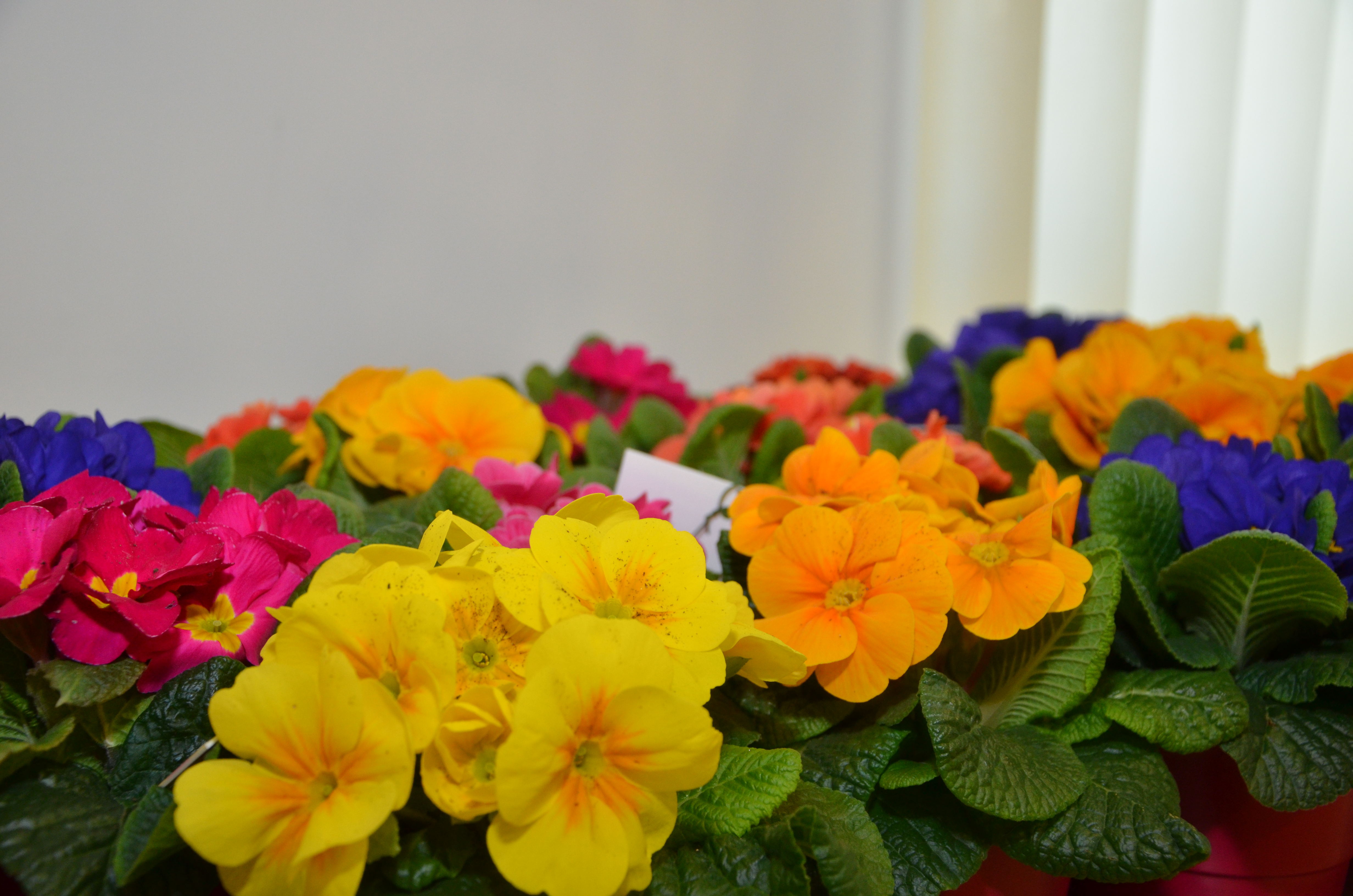SeniorInnenreferent und Vizebürgermeister Christoph Kaufmann besuchte anlässlich des Valentinstages die SeniorInnenwohnanlage O-Dorf 3. Als kleinen Valentinsgruß überreichte er den BewohnerInnen bunte Blumen. Bei einem gemeinsamen Frühstück im Aufenthaltsraum der Anlage wurde sich anschließend ausgetauscht. Insgesamt verteilte das Amt für Grünanlagen Mitte Februar 226 Primel-Stöckhen an alle SeniorInnen in den acht ISD-SeniorInnenwohnanlagen.